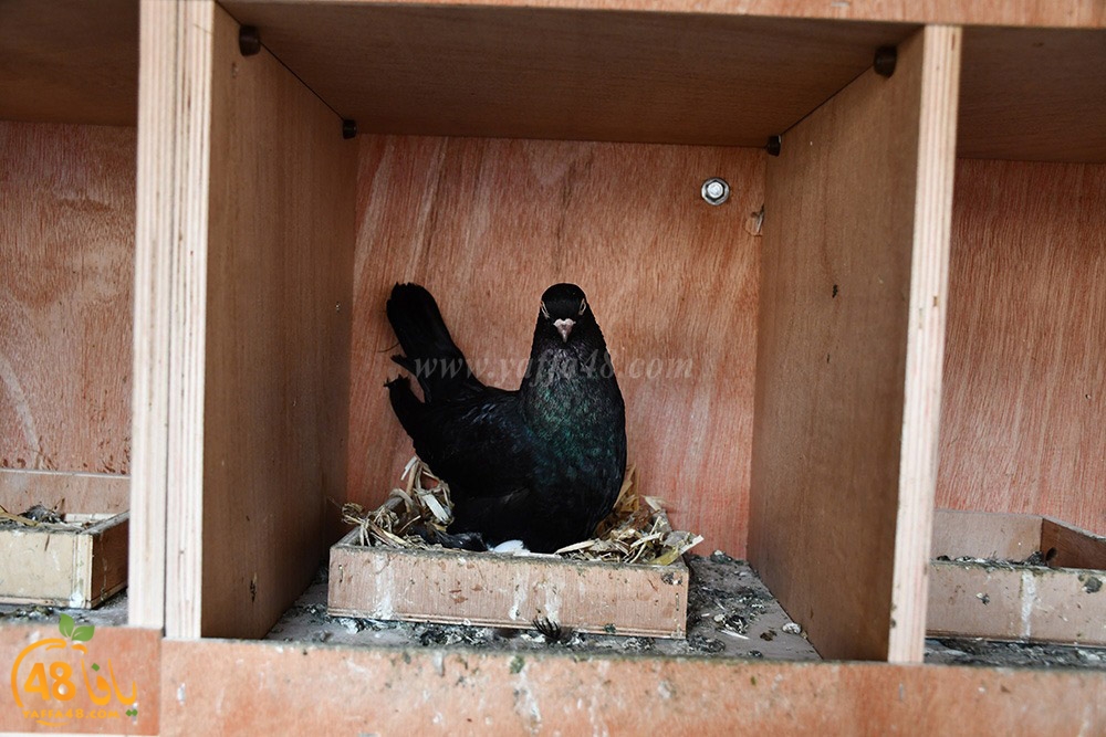 zohdi 3ashoor (58).jpeg